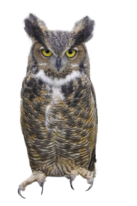 Owl PNG-26772